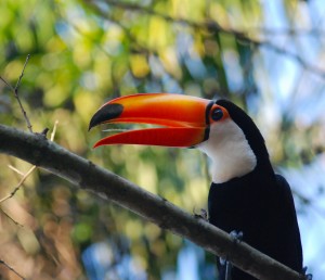 toco-toucan-wild-really
